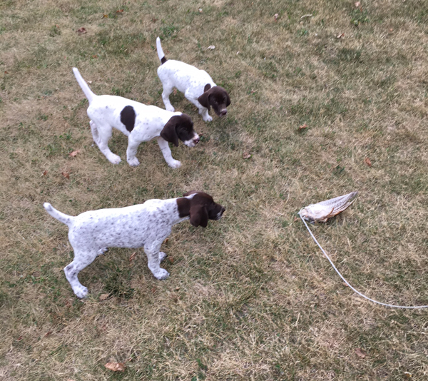 three GSPr pups on point